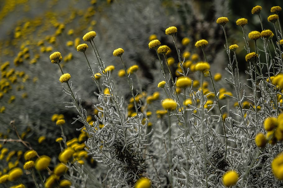 flowers, macro, perspective, bokeh, yellow, nature, growth HD wallpaper