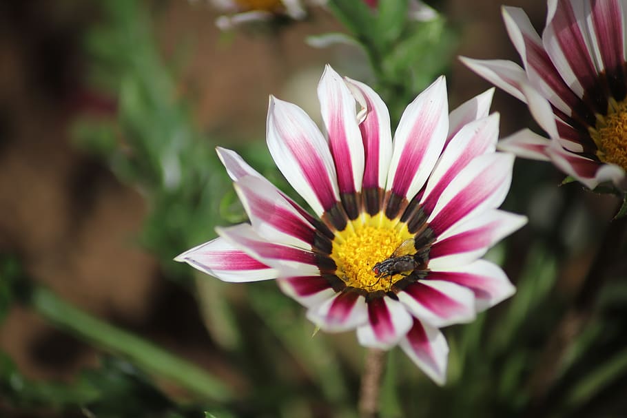 flower, fly, pollen, insect, flowering plant, vulnerability HD wallpaper