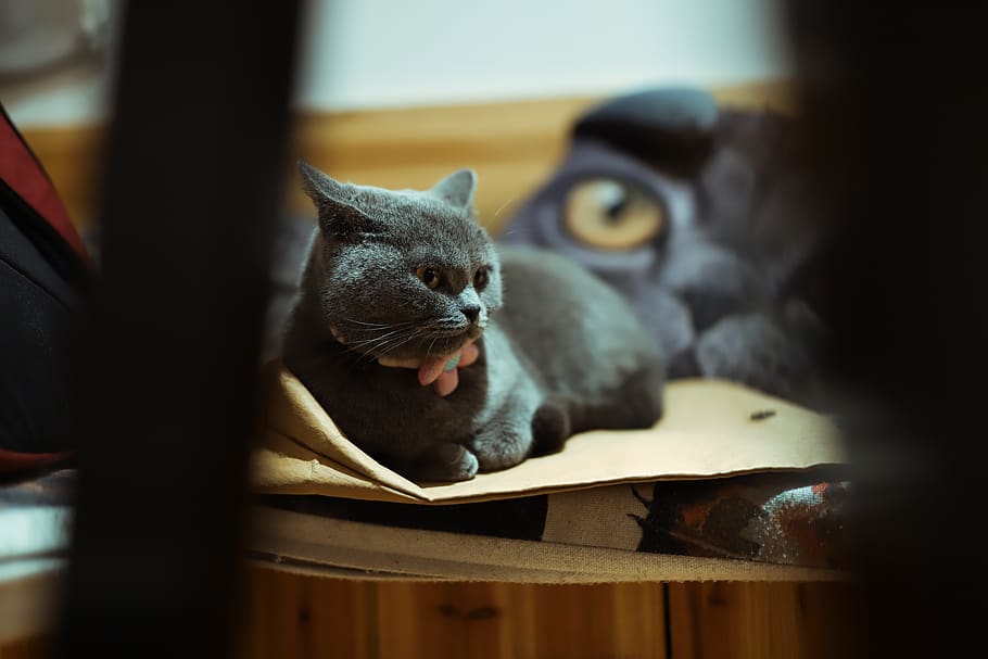 black cat lying on cardboard, mammal, domestic cat, pets, animal themes HD wallpaper