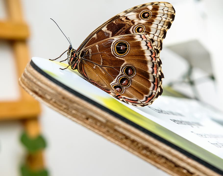 butterfly perched on board, insect, animal, invertebrate, london HD wallpaper