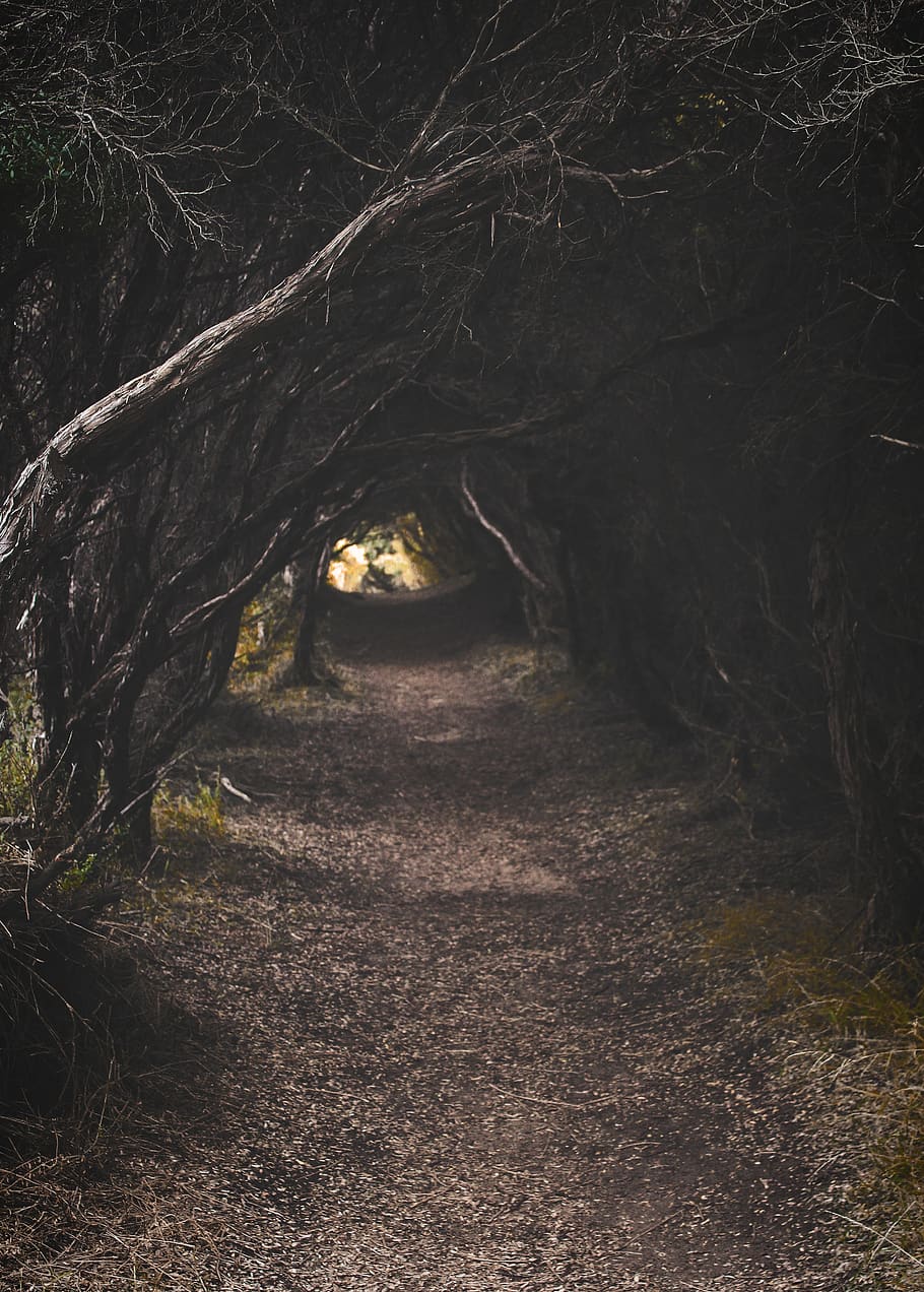 Tree Pathway, dark, eerie, environment, forest, guidance, landscape HD wallpaper