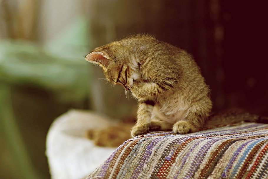 cat, small, animals, play, nice, mammal, one animal, feline HD wallpaper