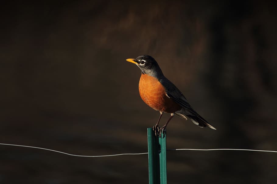focus photography of brown and black bird, perched, post, wire HD wallpaper