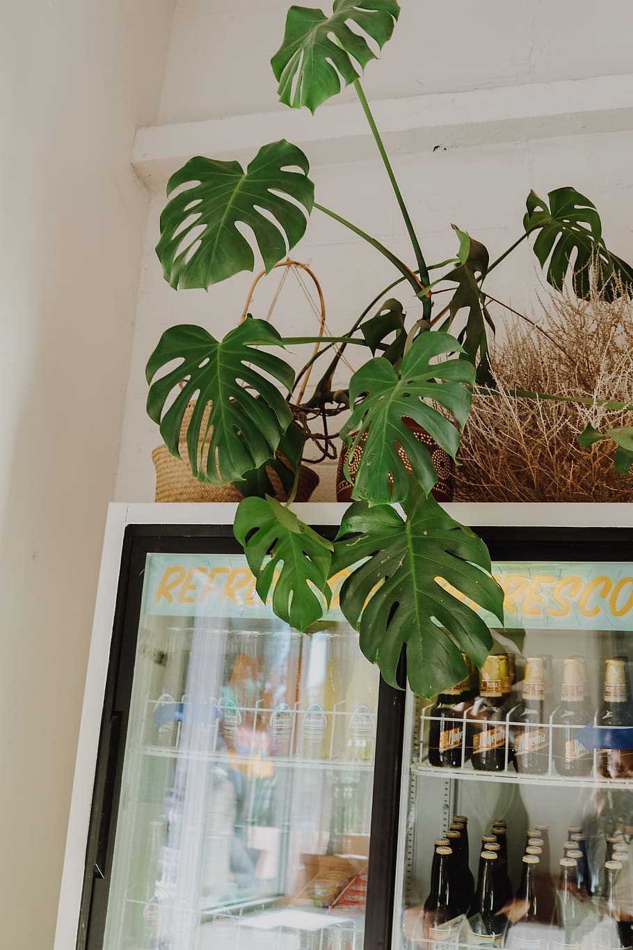 green-leafed plant on brown pot on top of beverage cooler, jar, HD wallpaper