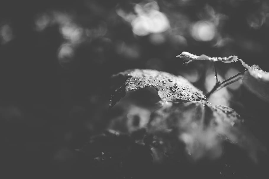 water dew on leaves, leaf, plant, veins, droplets, forest, trees HD wallpaper