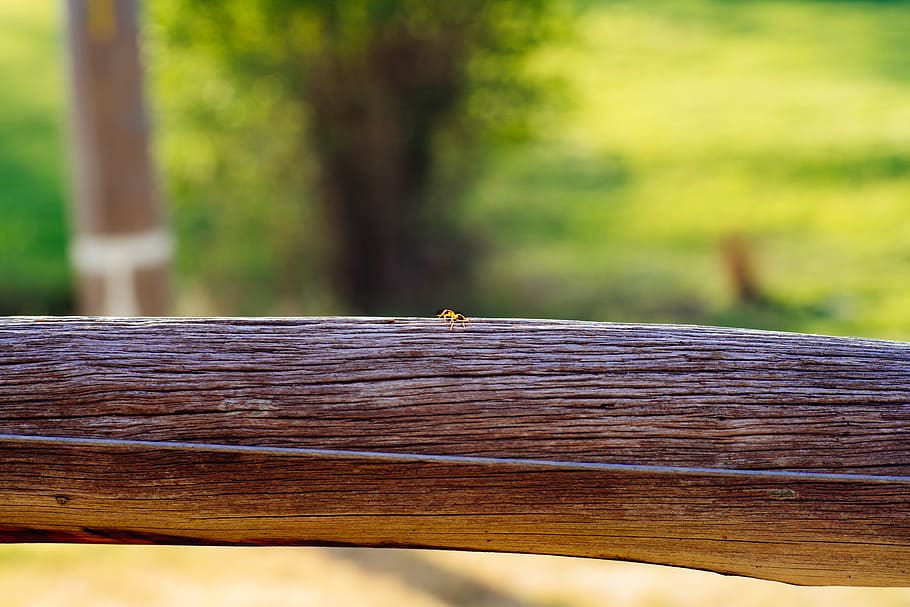 australia, warrandyte, ants, bugs, tim mccartney, nature, log HD wallpaper