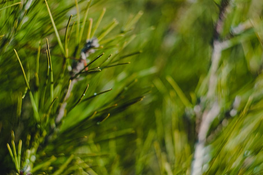 tree, plant, pine, conifer, green, abies, fir, landscape, summer HD wallpaper