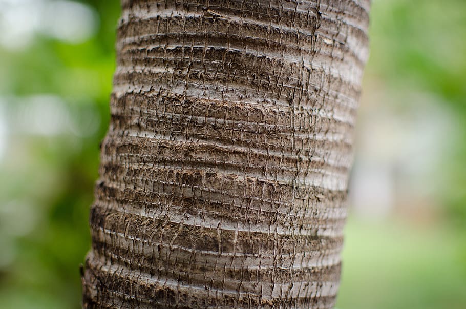 mauritius, albion, wallapaper, bokeh, blurry, nature, green HD wallpaper
