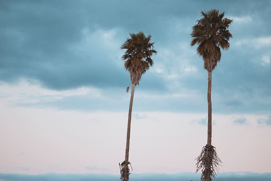 Two Green-leafed Palm Trees, clouds, cloudy sky, exotic, idyllic HD wallpaper