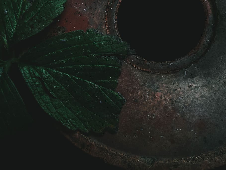 croatia, leaf, leafs, vase, green, blacks, dark, lowlight, red HD wallpaper