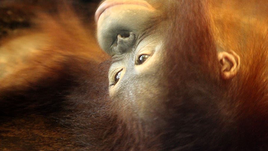 wilds, animals, monkey, close-up, primate, animal themes, mammal HD wallpaper