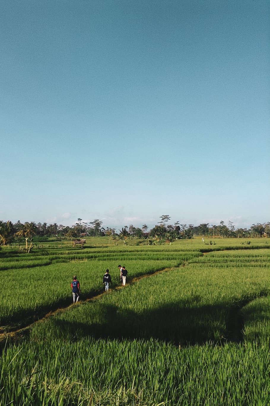four people walking on dirt pathway between rice fields, outdoors HD wallpaper