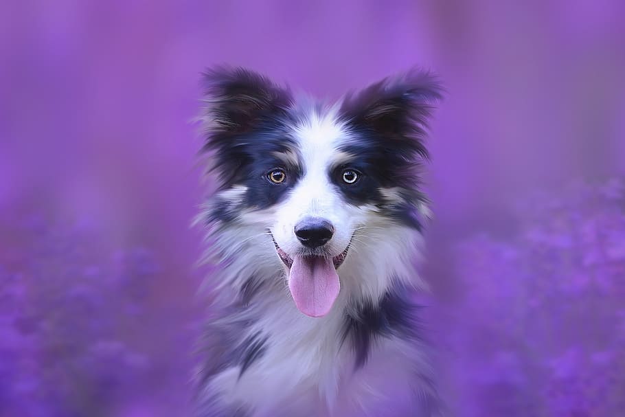 dog, portrait, animal, animal portrait, pet, dog head, purebred dog, HD wallpaper