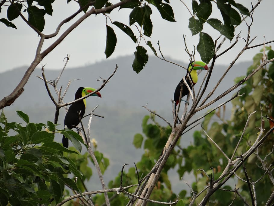 toucan, branches, bi, bird, colorful, beak, exotic, jungle HD wallpaper