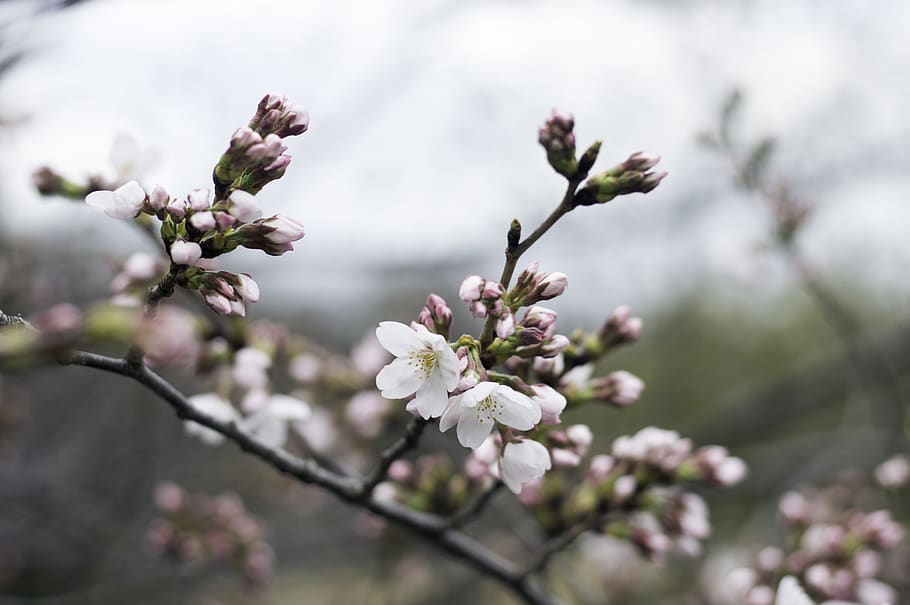 pink leaf tree, plant, blossom, flower, cherry blossom, petal HD wallpaper