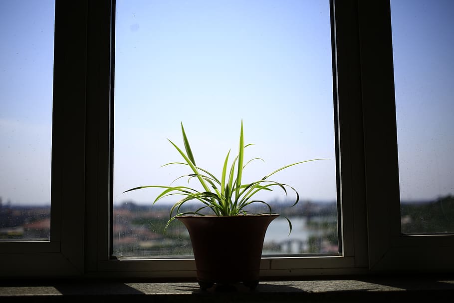 window, plant, light, glass - material, indoors, growth, nature HD wallpaper