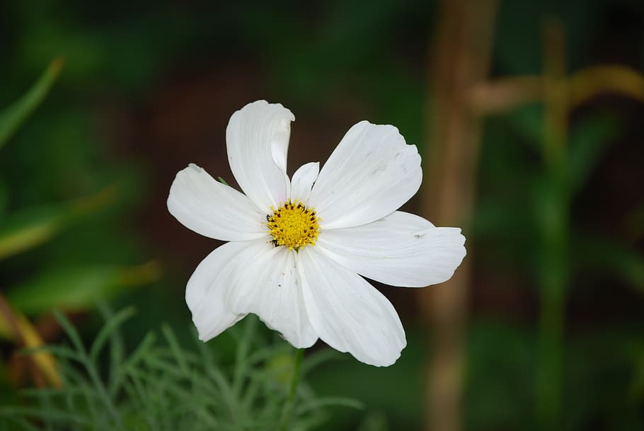 flower, white, summer, botanical, flowering plant, vulnerability HD wallpaper