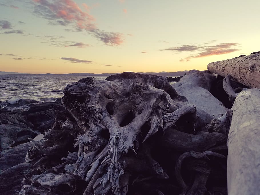 canada, victoria, sunset, ocean, sea, dusk, driftwood, sky HD wallpaper