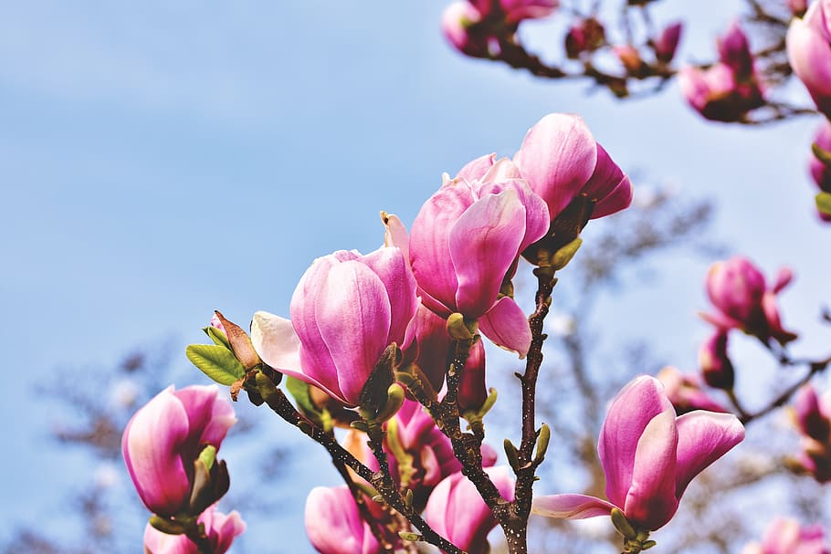 magnolia, magnolia tree, flowers, magnoliengewaechs, magnolia blossom, HD wallpaper