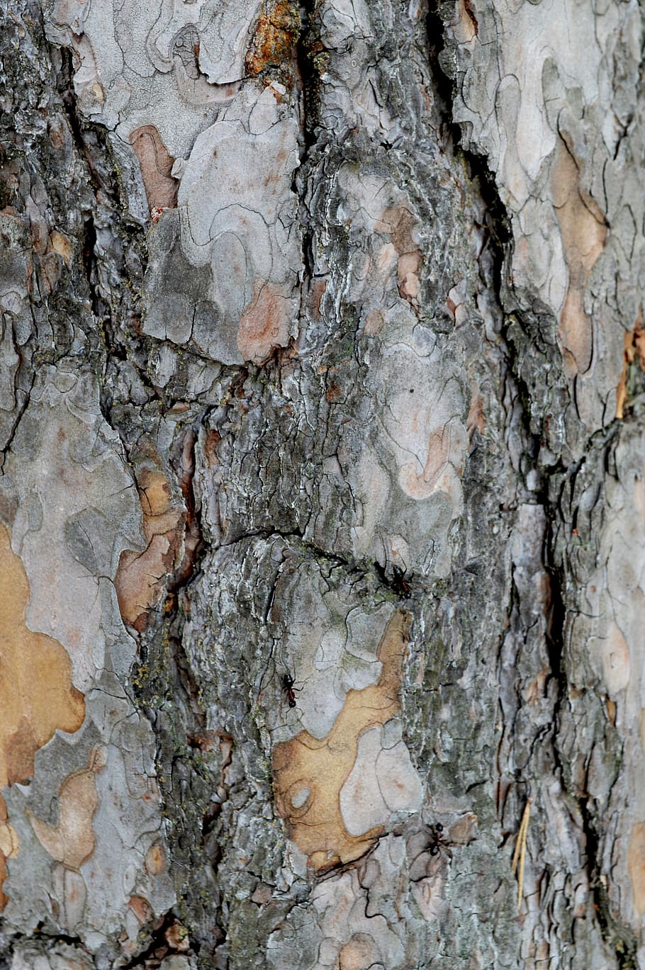tree trunk, nature, macro, textured, full frame, no people HD wallpaper