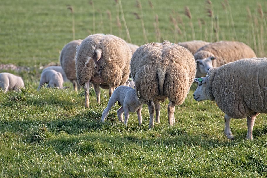 sheep, lamb, lambs, farm, wool, cattle, animals, herd, countryside HD wallpaper