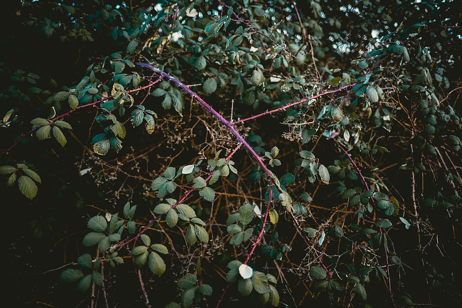 green-leafed trees during daytime, plant, fruit, food, blueberry HD wallpaper