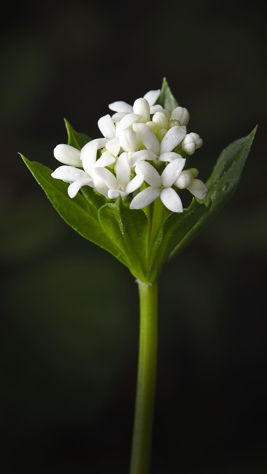 woodruff, spring, blossom, bloom, macro, white, flower, flowering plant HD wallpaper