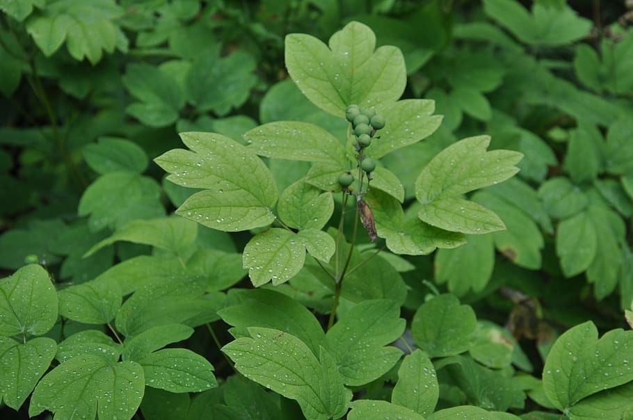 green, plant, leaf, plant part, green color, growth, beauty in nature HD wallpaper