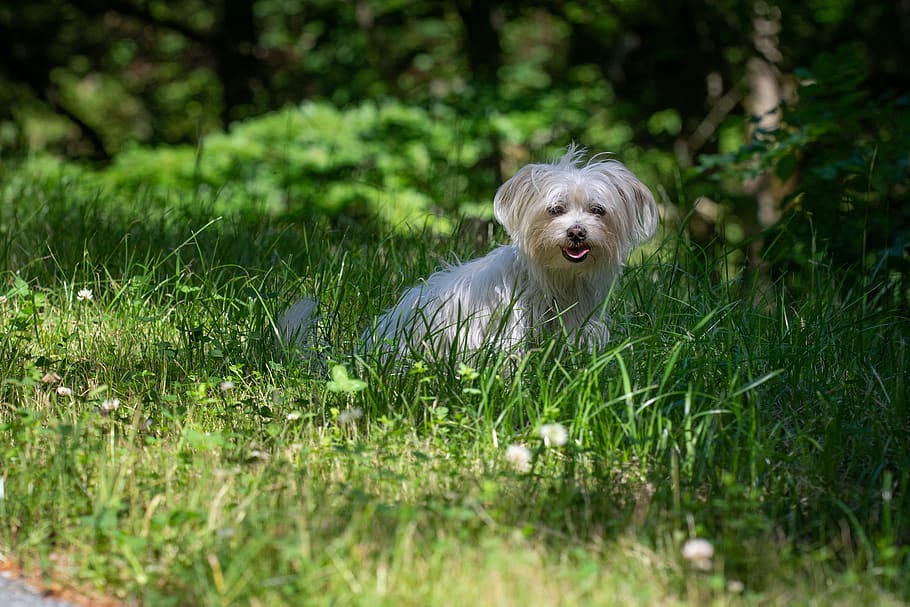 dog, meadow, shadow, white, white dog, small, small dog, maltese HD wallpaper