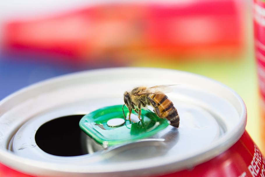 bee, insect, juice, nectar, outdoors, close-up, food and drink HD wallpaper