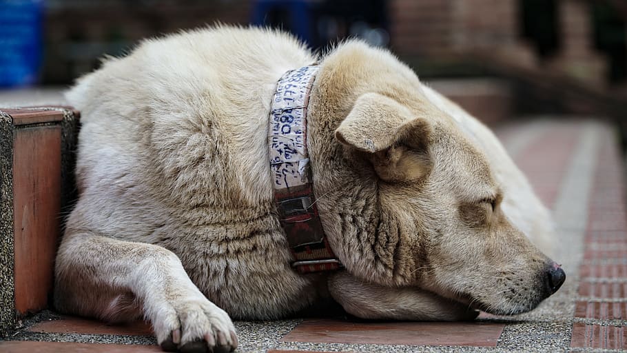 adult white short-coated dog lying on floor, mammal, pet, animal, HD wallpaper