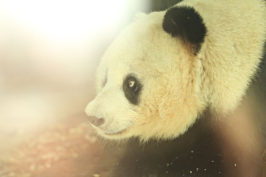 panda illustration, animal themes, one animal, mammal, animal wildlife HD wallpaper