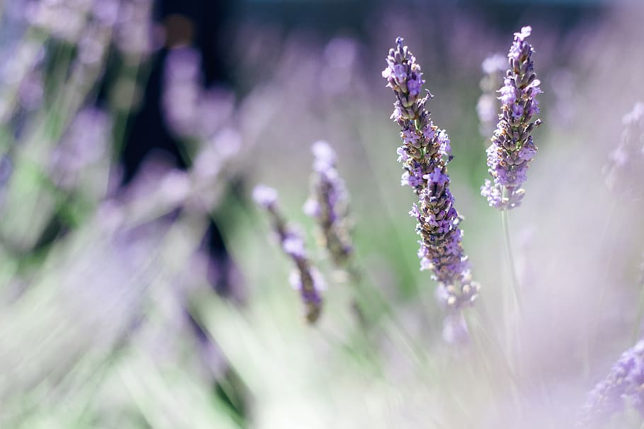 lavender flower, plant, flora, purple, united states, newberg HD wallpaper