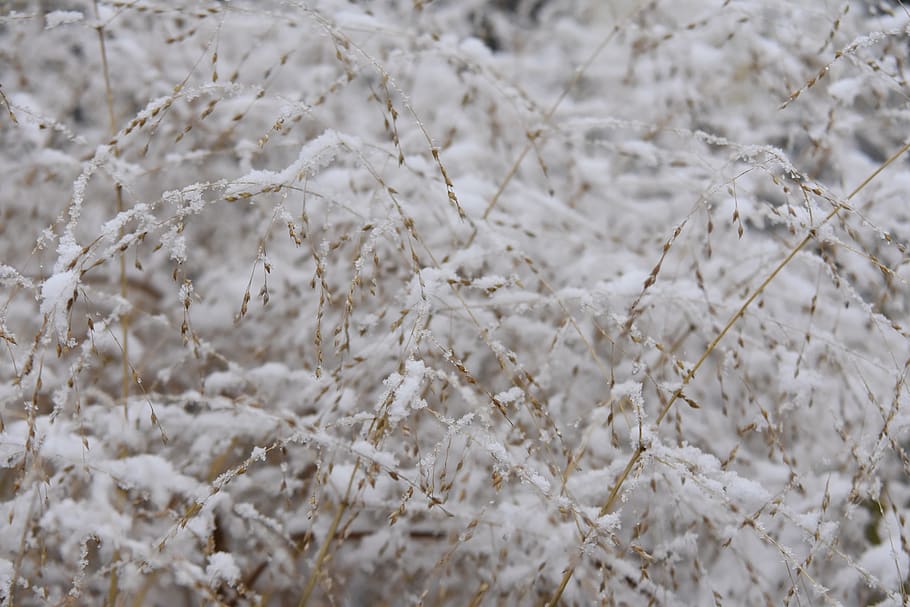 winter, grass, cold, nature, figure, plant, white color, full frame HD wallpaper