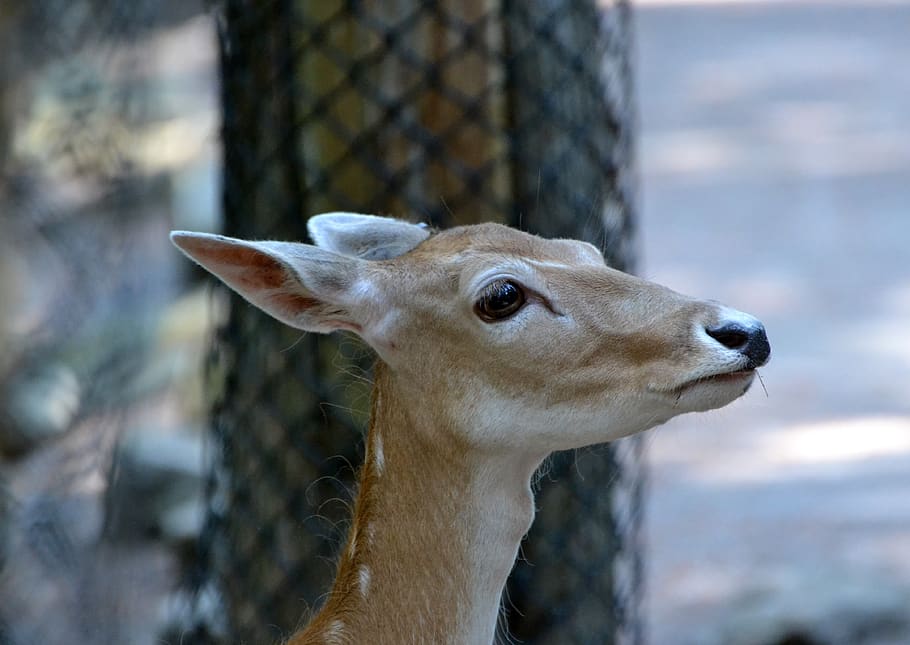 red, deer, doe, zoo, animal, animal themes, one animal, focus on foreground HD wallpaper