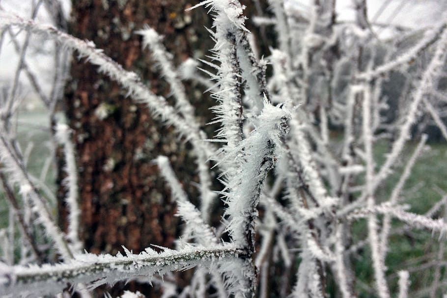 frost, aesthetic, cold, nature, frozen, branch, snow, crystals, HD wallpaper