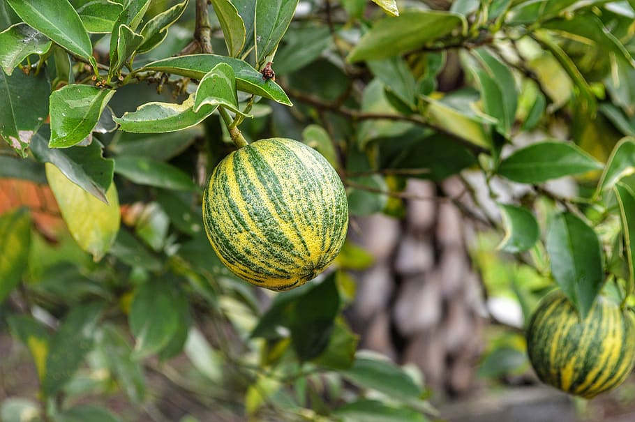 fruit, tree, orange tree, healthy, oranges, food, citrus, nutrition HD wallpaper