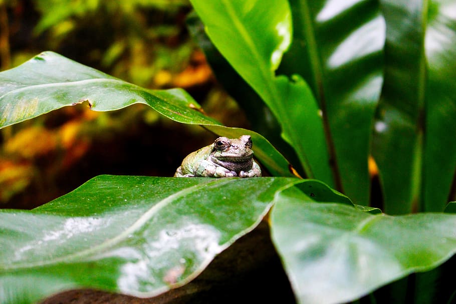 animals, frog, toad, green, pond, amphibians, nature, water HD wallpaper