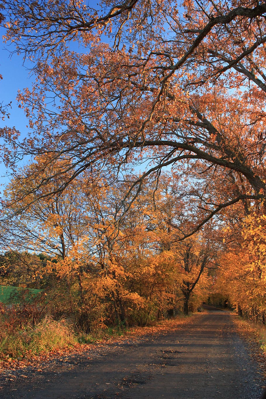 plant, tree, maple, tree trunk, united states, south hamilton HD wallpaper
