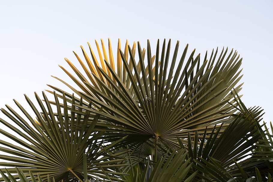 palms, silhouettes, trees, sky, palm tree, tropical climate HD wallpaper