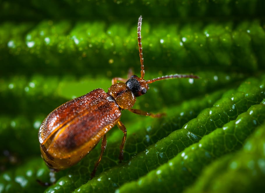 Brown Blister Beetle, animal, biology, blur, bug, close-up, colors, HD wallpaper
