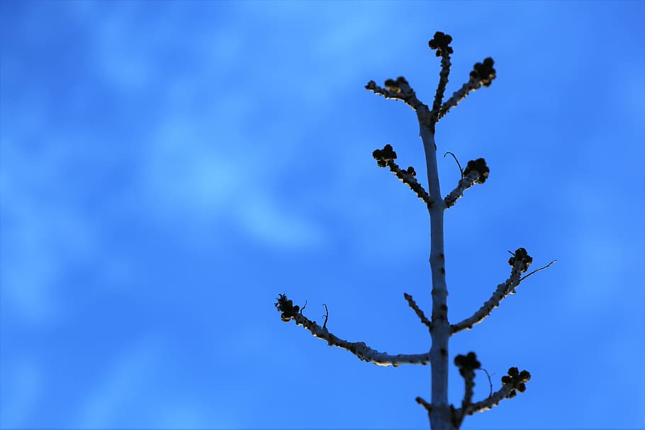 branch, bud, spring, nature, tree, flower, plant, sky, blooming HD wallpaper