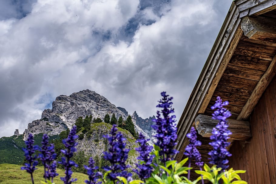 purple flowers under cloudy sky, flowering plant, nature, cloud - sky HD wallpaper
