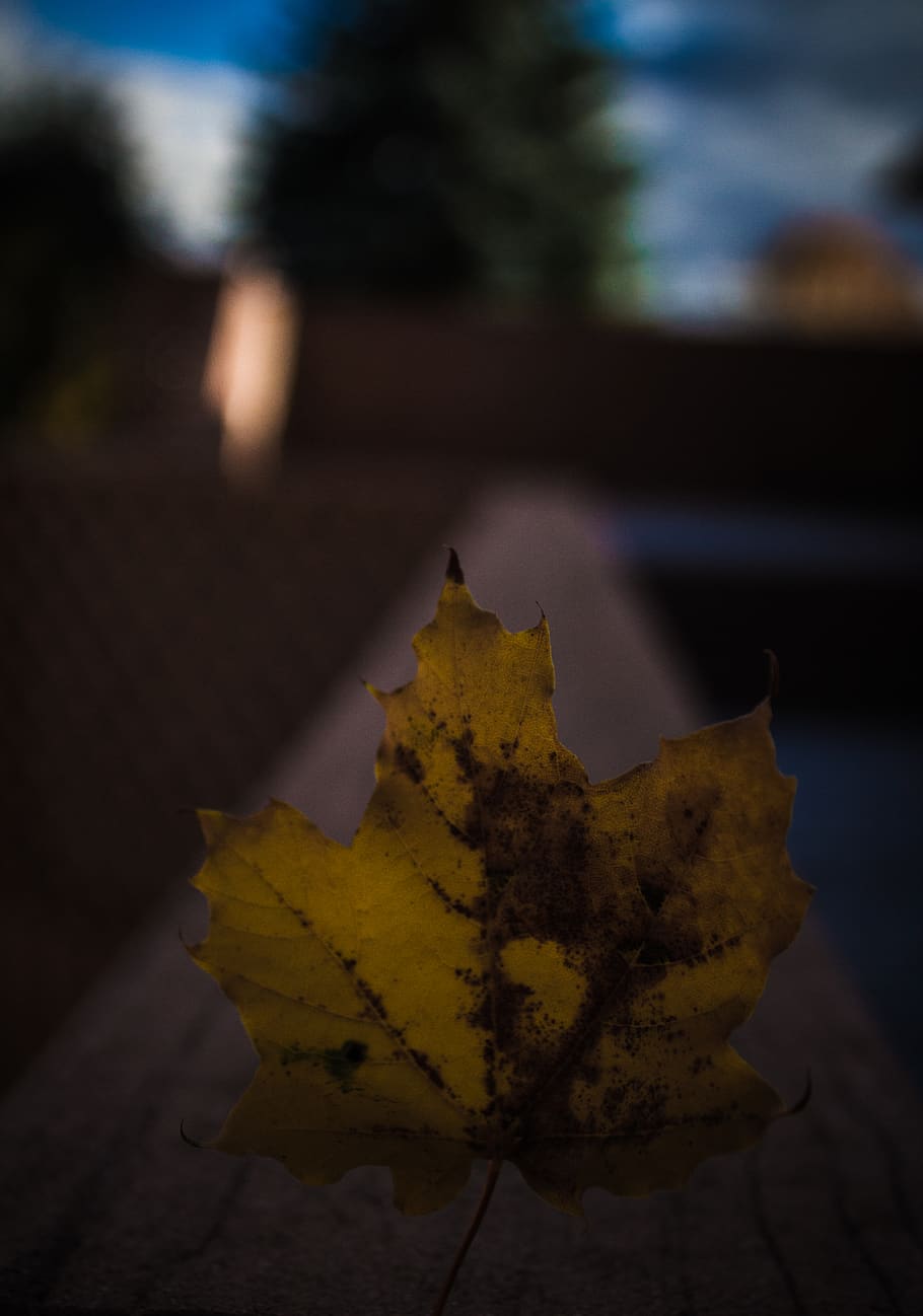 canada, toronto, plant part, leaf, autumn, nature, yellow, close-up HD wallpaper