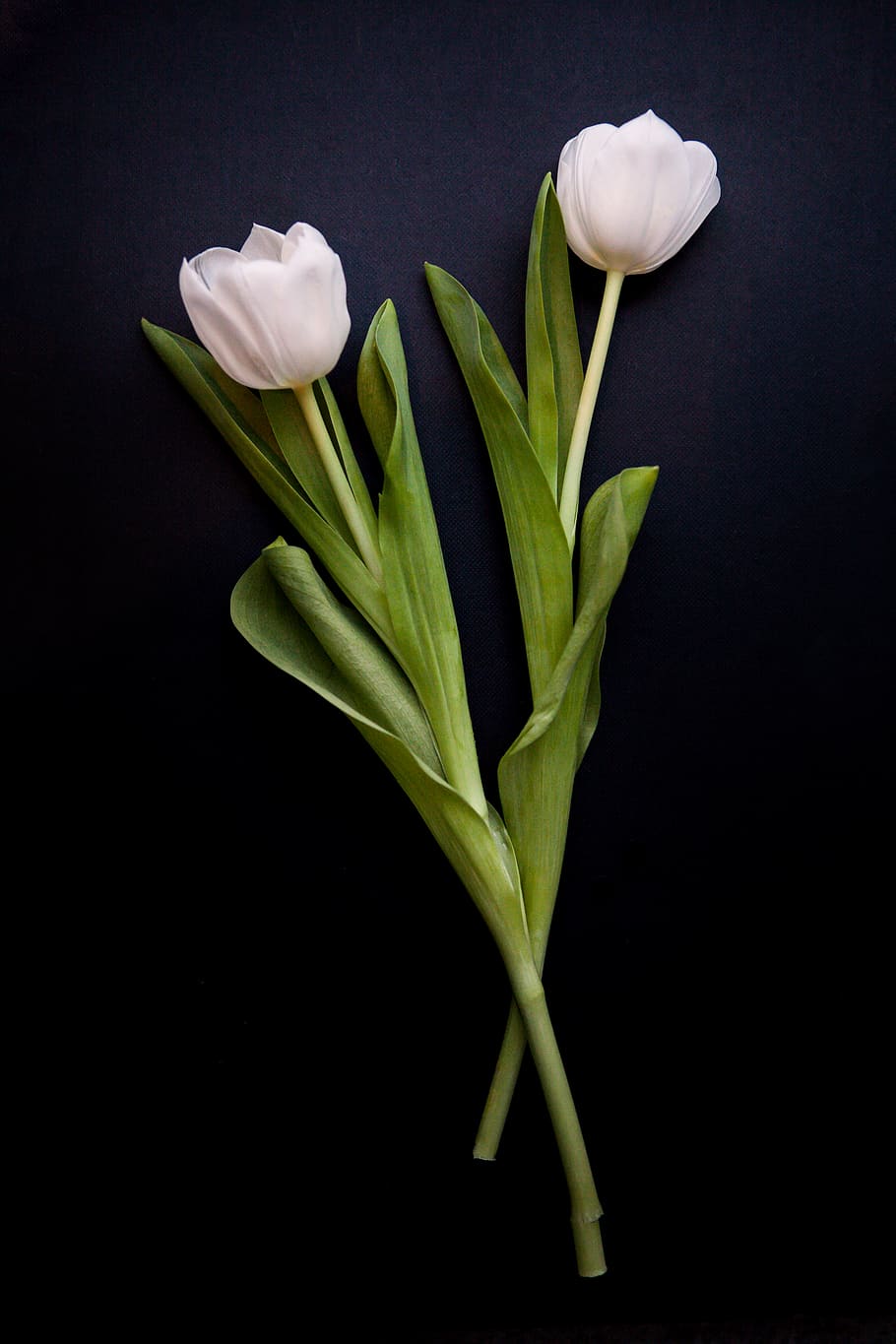 two white flowers, plant, blossom, tulip, spring, flower arrangement HD wallpaper