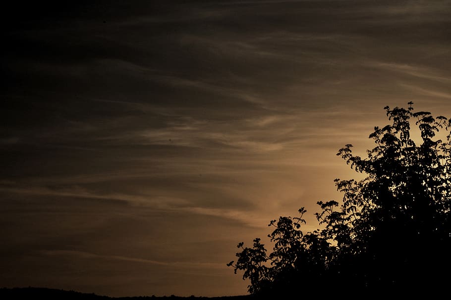tree, glow, sunset, backdrop, sky, plant, silhouette, beauty in nature HD wallpaper