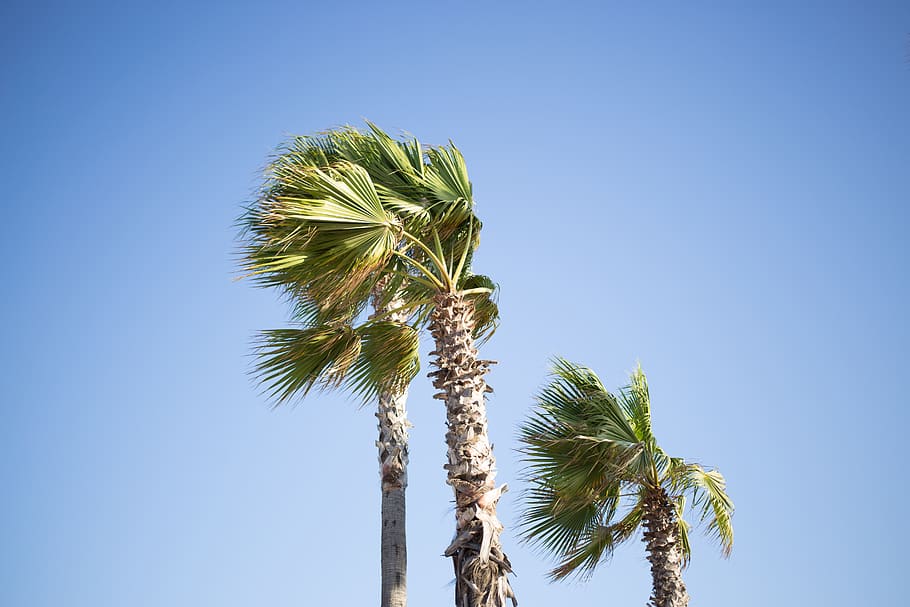 tree, palm, palm tree, beach, california, sky, plant, growth HD wallpaper