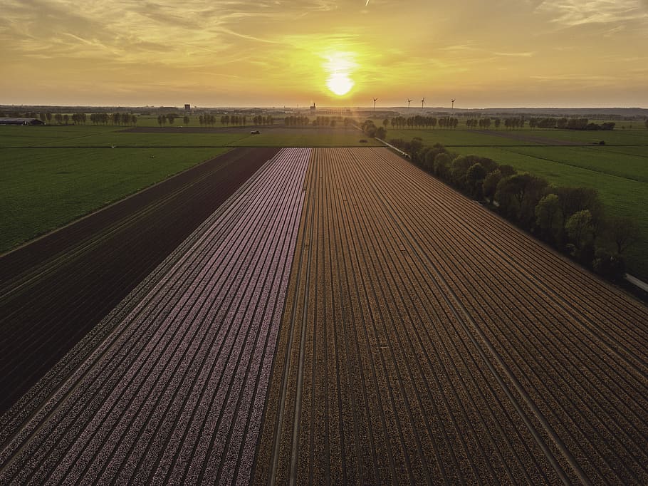 netherlands, duiven, sunset, light, tulips, flowers, colors HD wallpaper