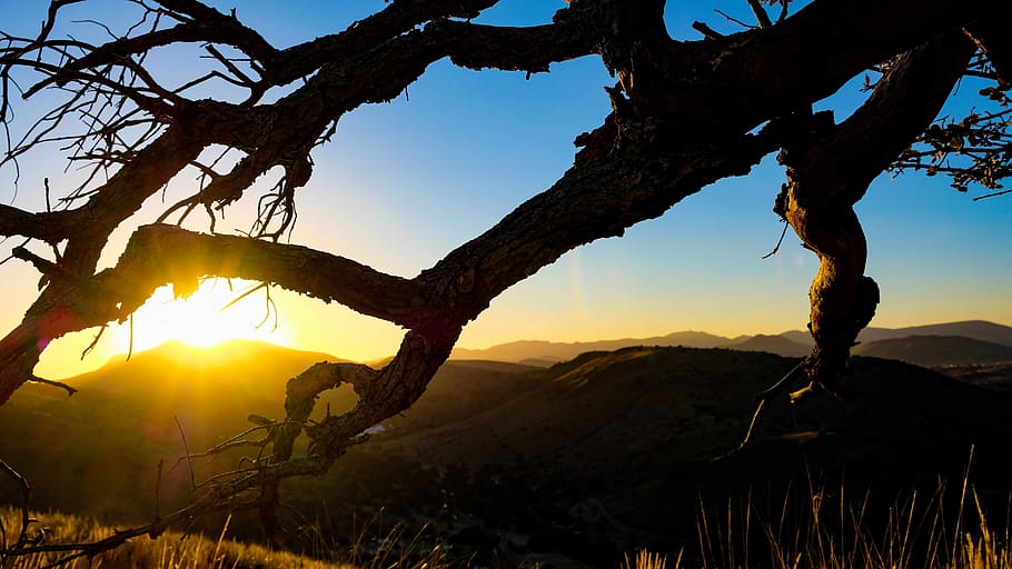 fort davis, mountains, davis mountains, tree, silhouette, sunset HD wallpaper