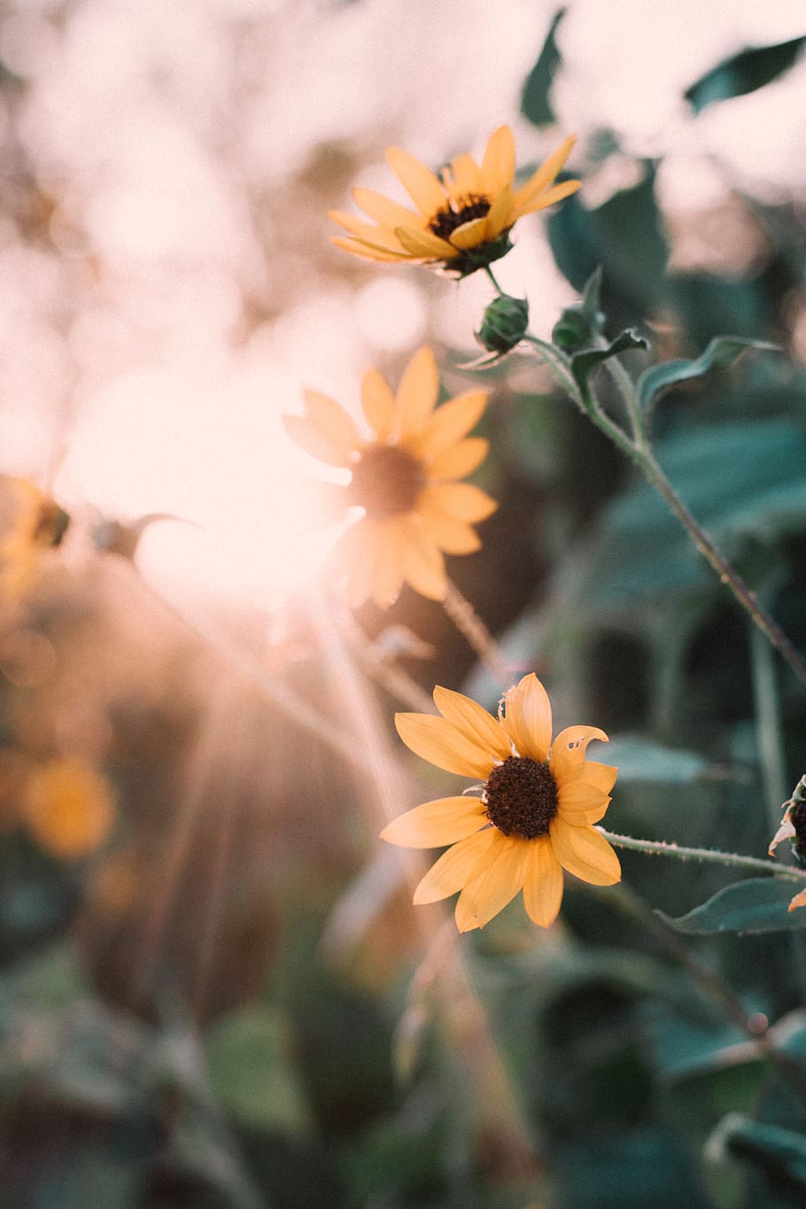 sun rays through yellow flowers during daytime, united states HD wallpaper
